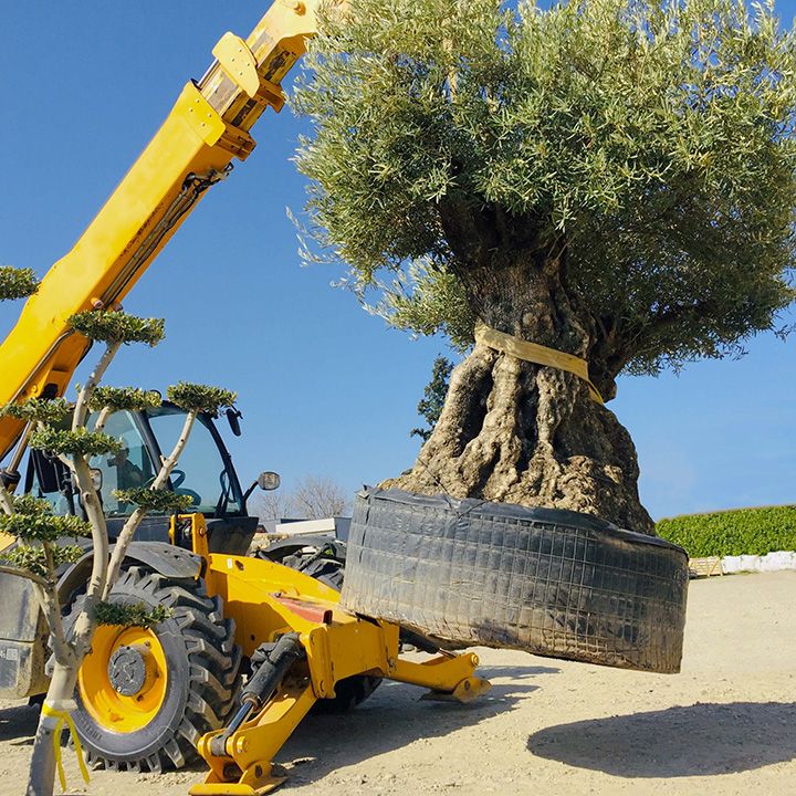 Jardiffusion - Déplacement d'un olivier sur le parc de matériaux paysagers.
